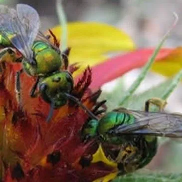 thumbnail for publication: Pure Gold-Green Sweat Bee Augochlora pura (Say 1837) (Insecta: Hymenoptera: Halictidae: Halictinae)